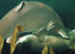 Sharks mating. These two sandtigers are begining to mate.... by Grant Kennedy 